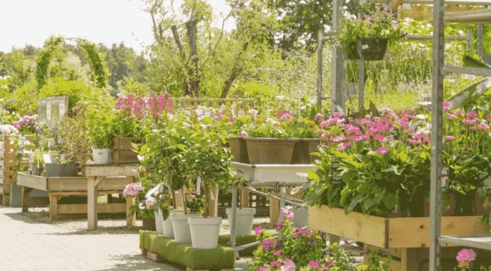 Al Warsan Nursery From Seed to Symphony Al Warsan Nursery From Seed to Symphony khaleejtip