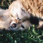 Dubai Vet Clinics Guide: Pet Care Services Dubai Vet Clinics Guide Pet Care Services