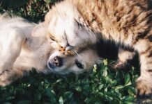 Dubai Vet Clinics Guide: Pet Care Services Dubai Vet Clinics Guide Pet Care Services