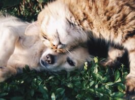 Dubai Vet Clinics Guide Pet Care Services