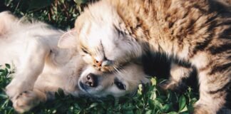 Dubai Vet Clinics Guide: Pet Care Services Dubai Vet Clinics Guide Pet Care Services