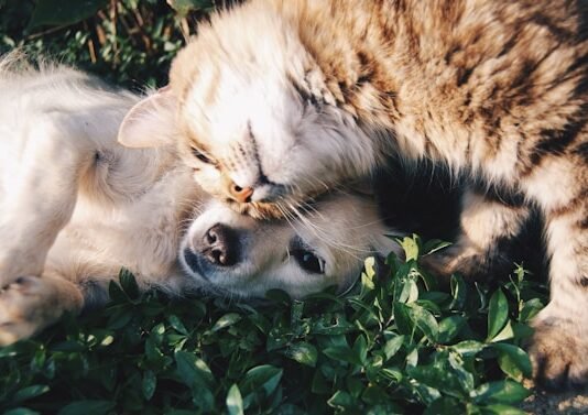 Dubai Vet Clinics Guide: Pet Care Services Dubai Vet Clinics Guide Pet Care Services