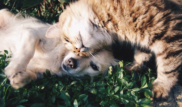Dubai Vet Clinics Guide Pet Care Services Dubai Vet Clinics Guide Pet Care Services